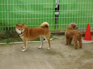 DSC09821.JPG