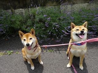 DSC09889.JPG